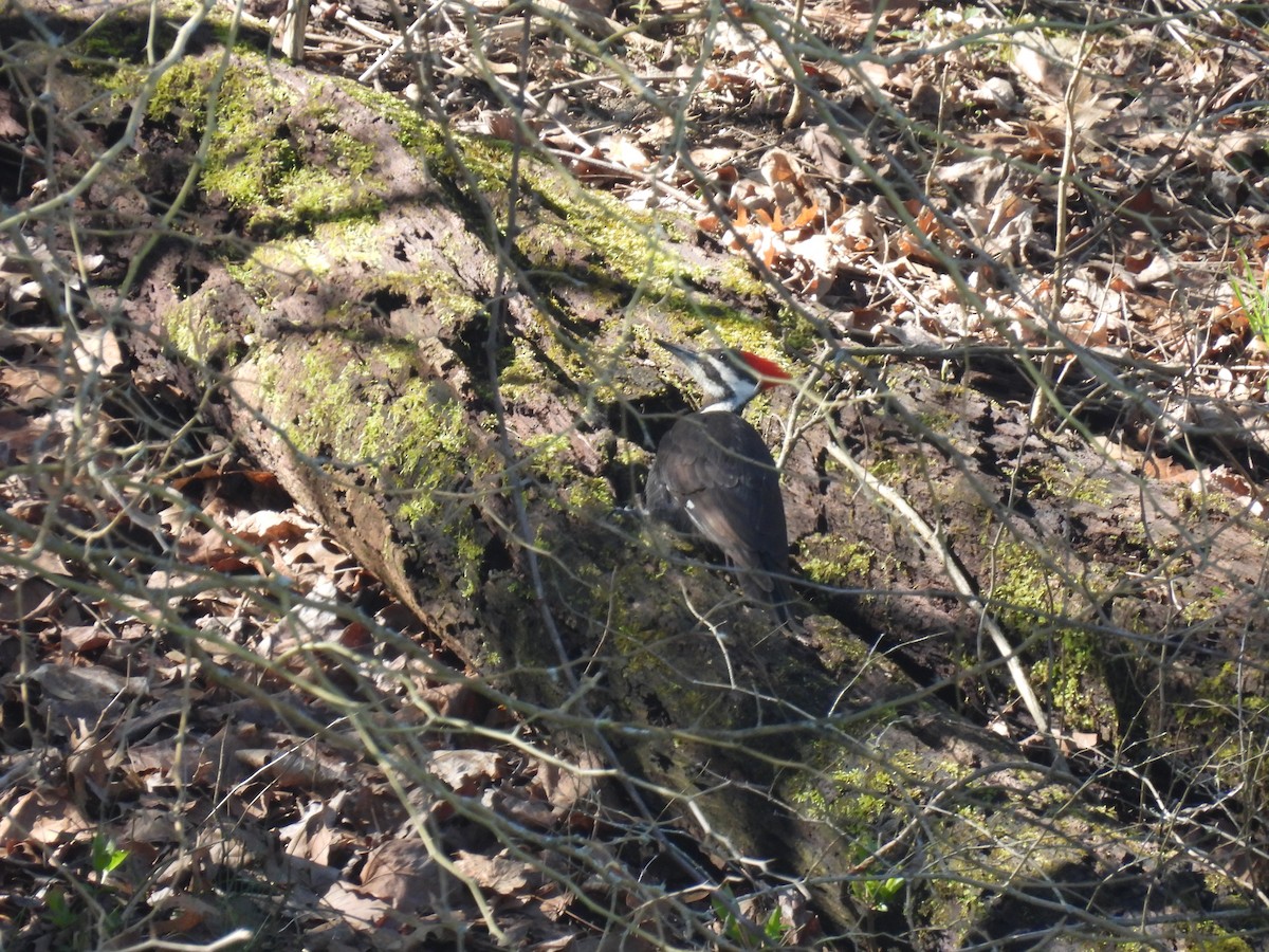 Pileated Woodpecker - ML617012245