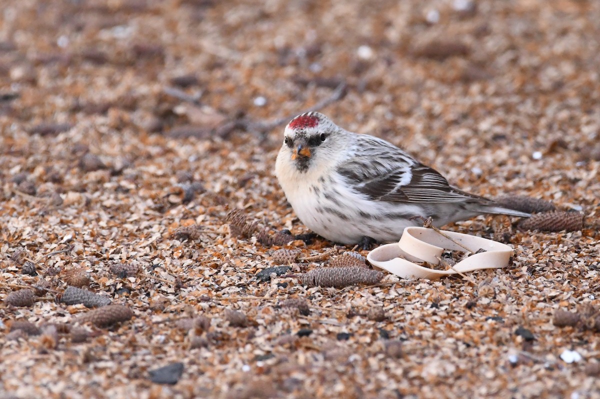 Hoary Redpoll - Manny Salas