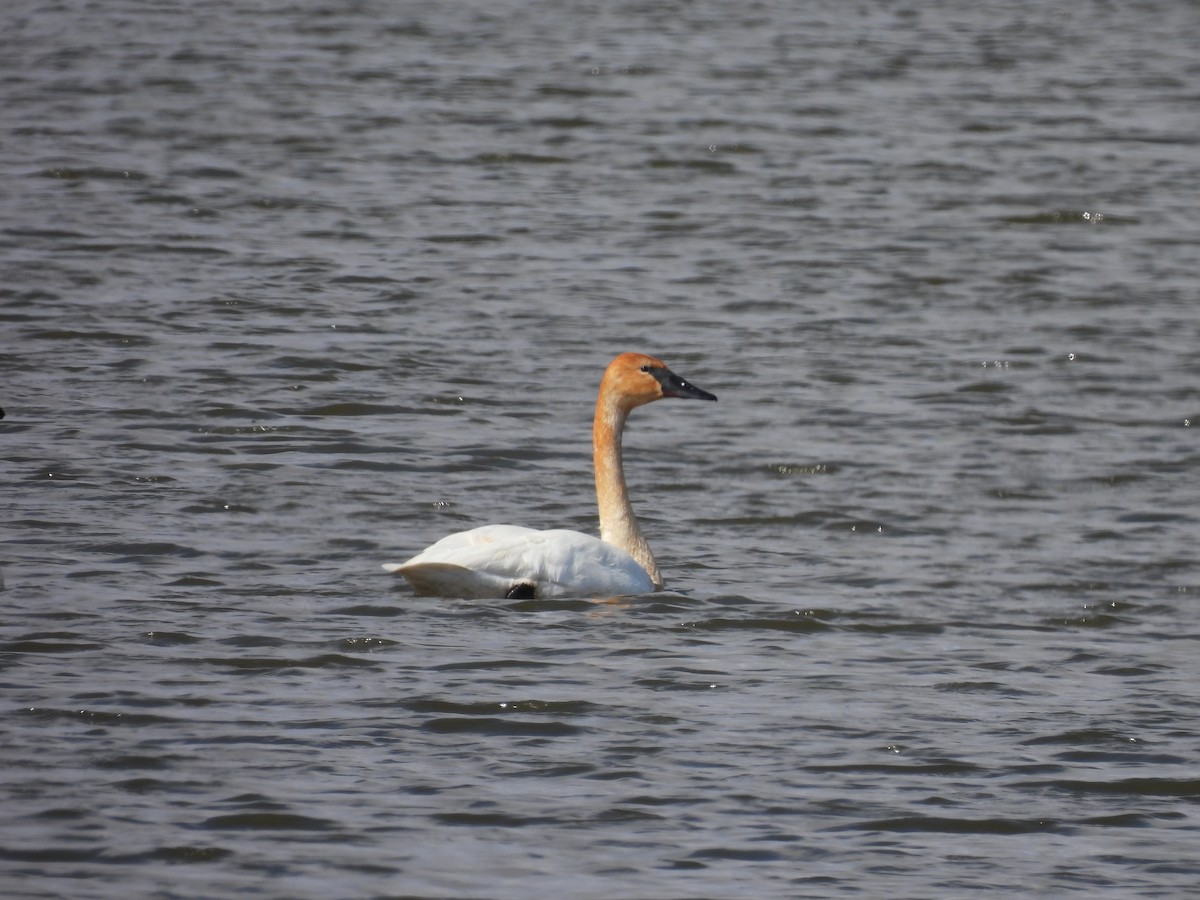 Trumpeter Swan - ML617012279