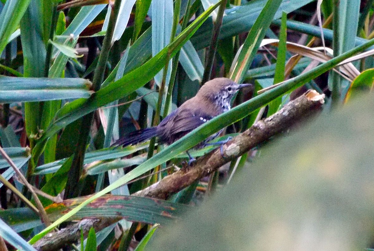 Marsh Antwren (Sao Paulo) - ML617012280