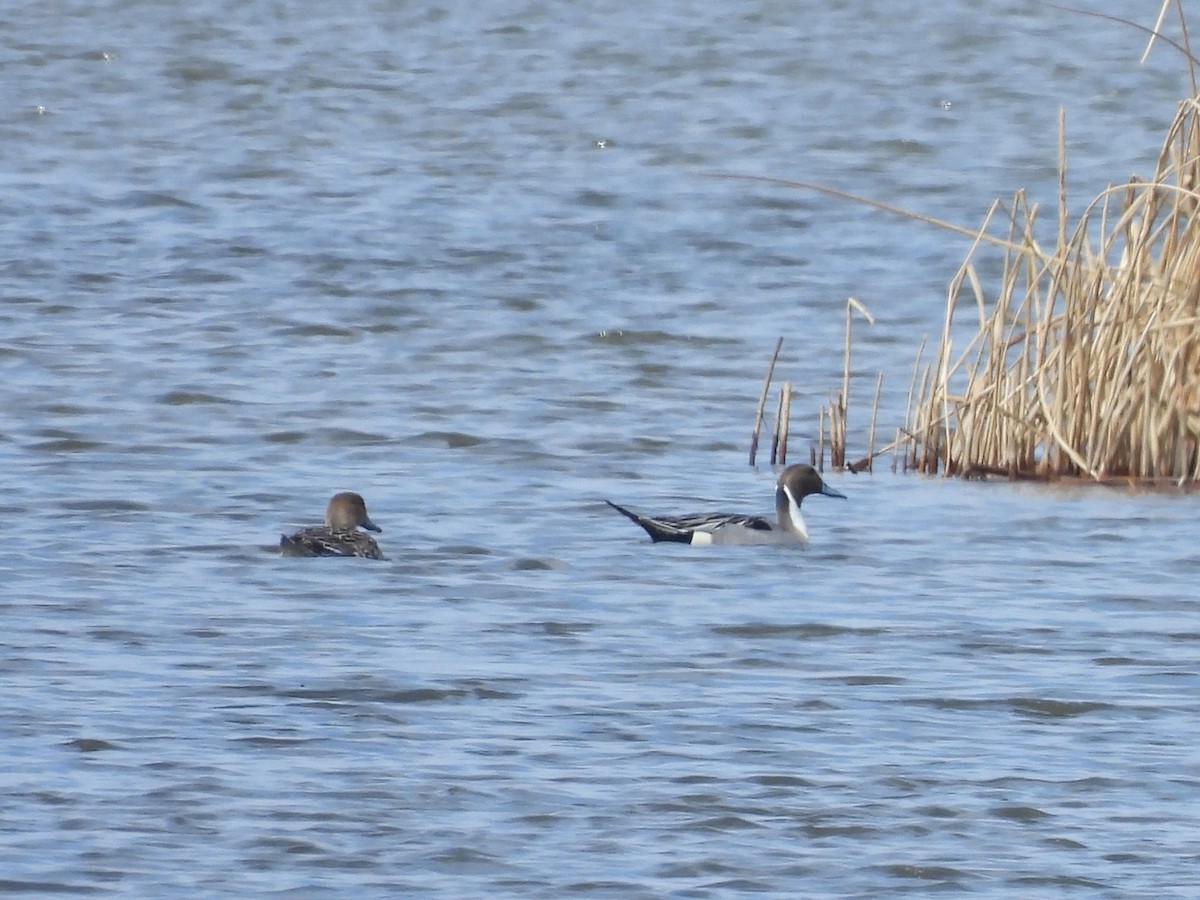 Northern Pintail - ML617012295