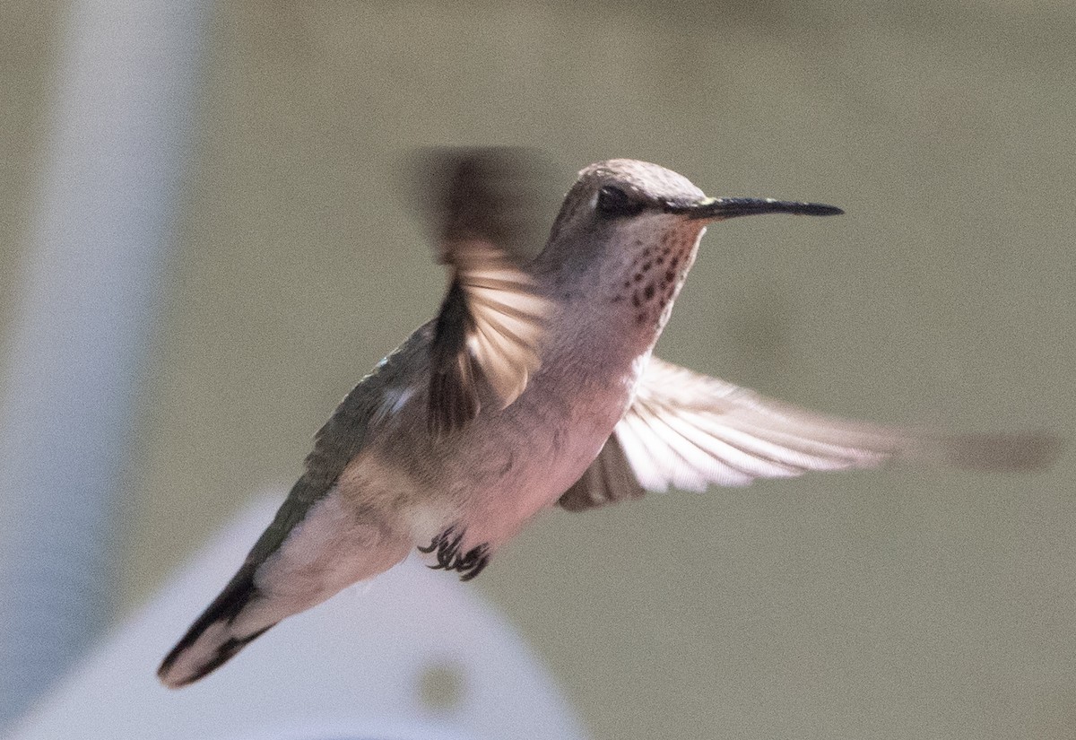 Anna's Hummingbird - ML617012297