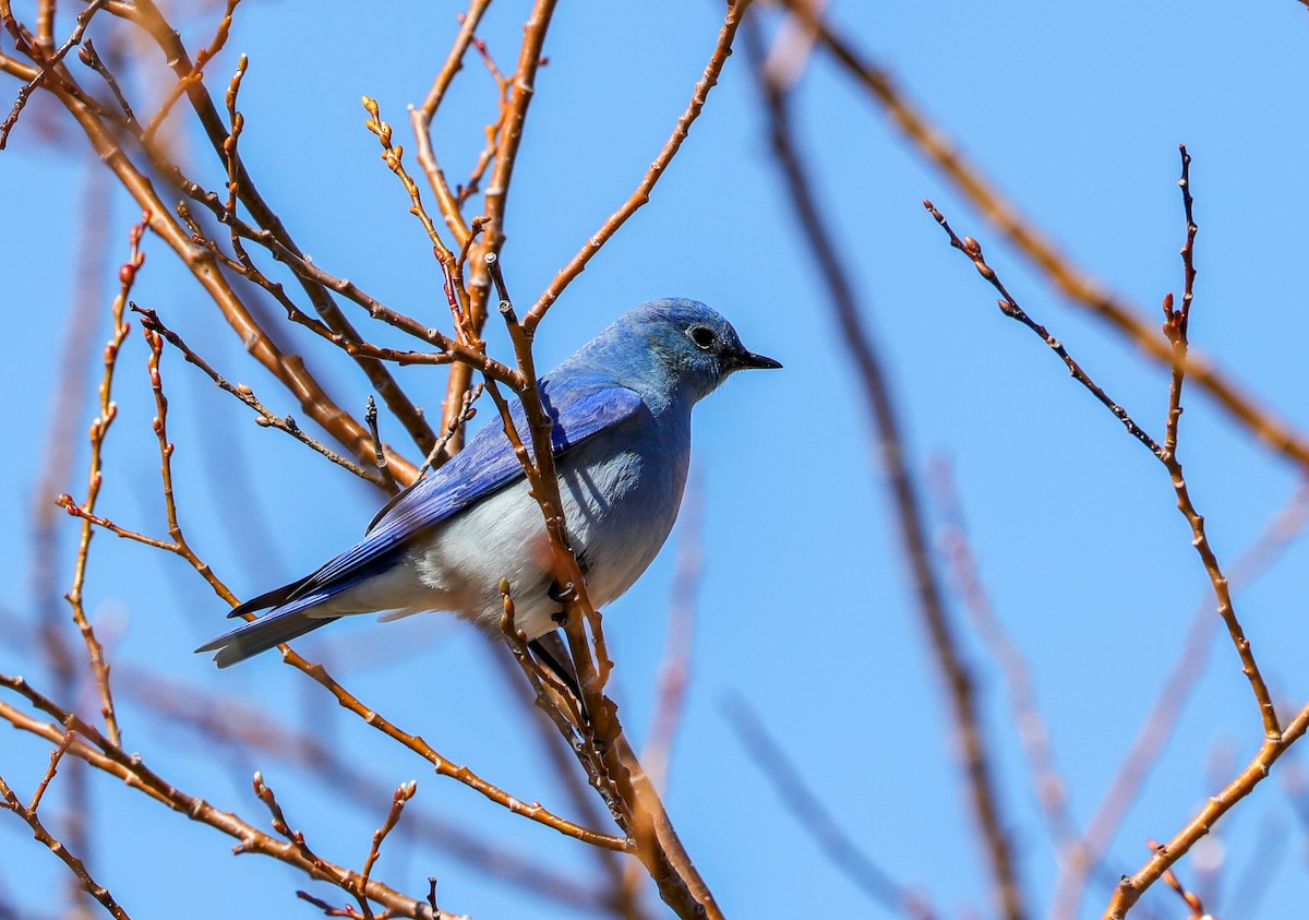 Mountain Bluebird - ML617012299