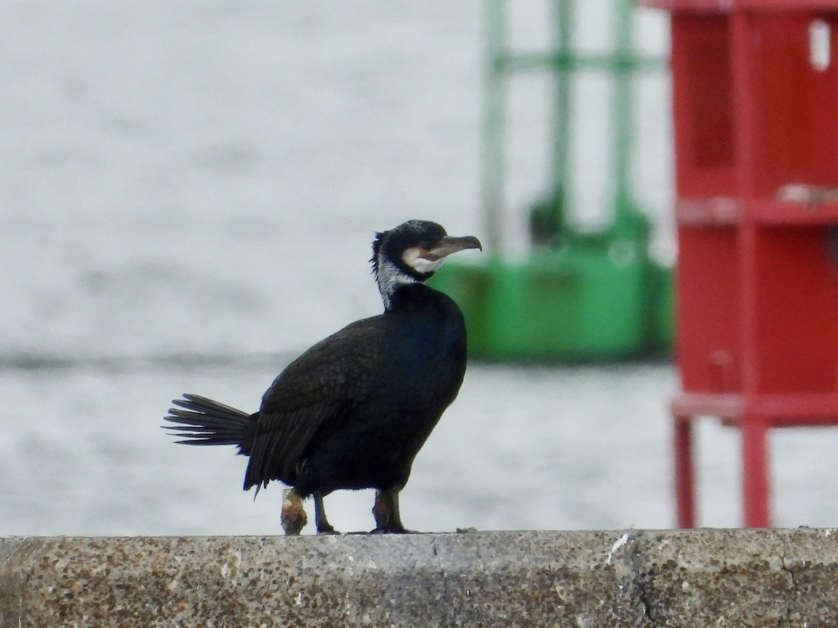 Great Cormorant - ML617012309