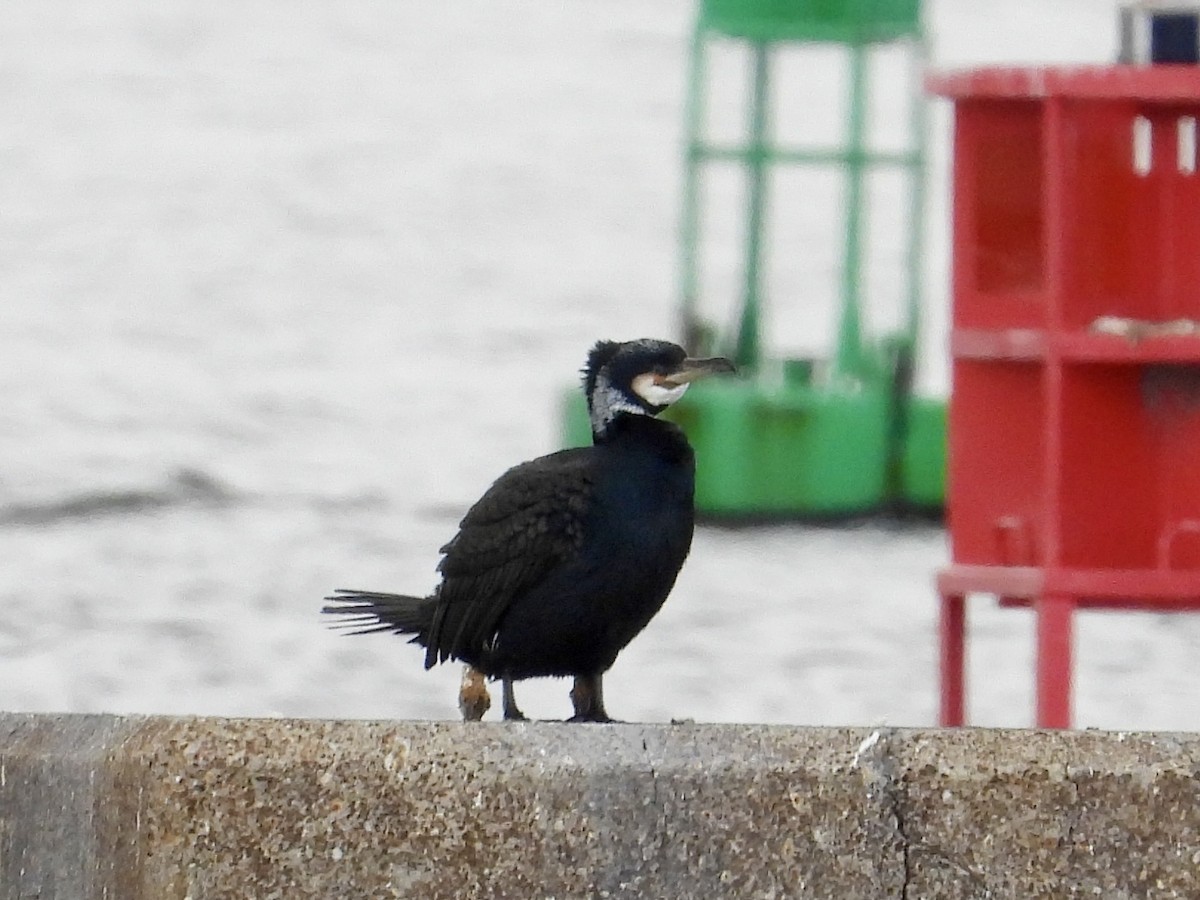 Great Cormorant - ML617012310