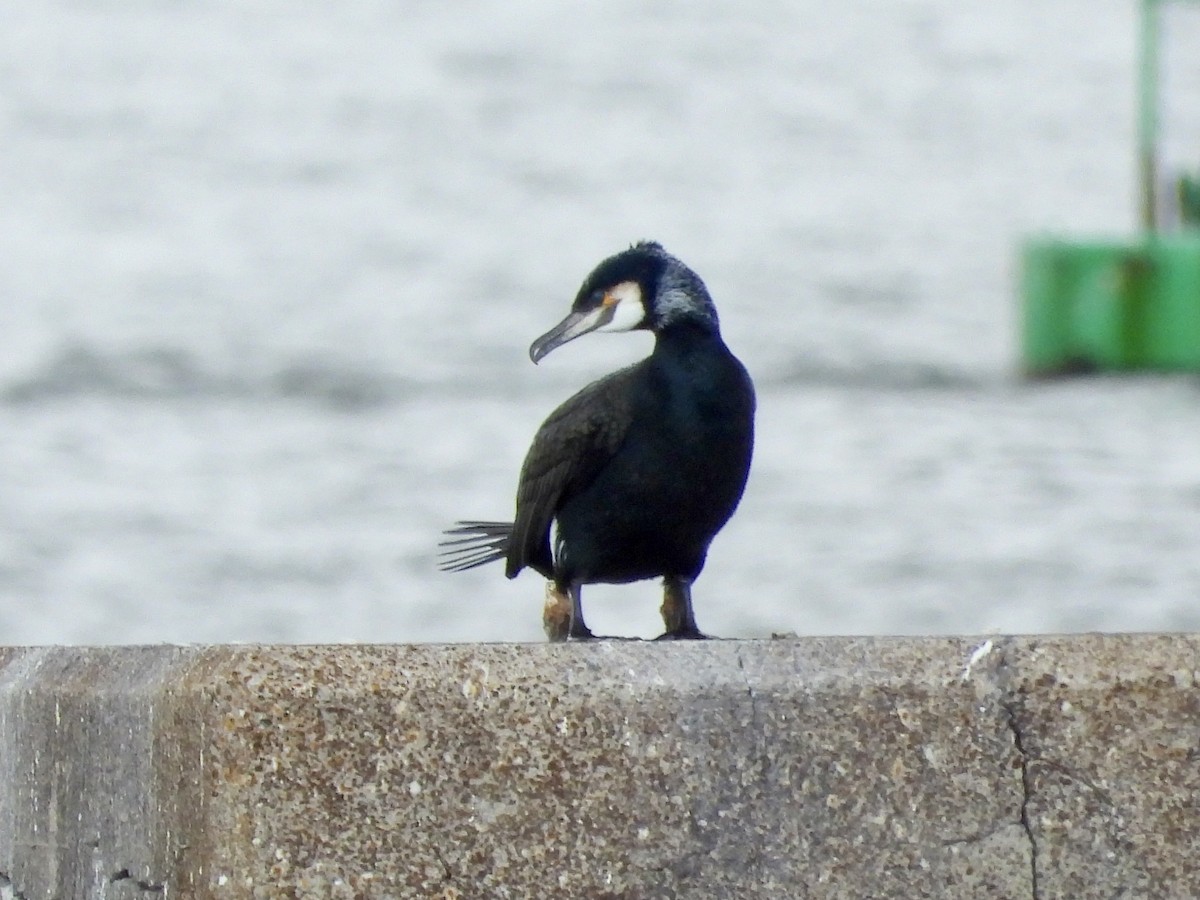 Great Cormorant - ML617012311