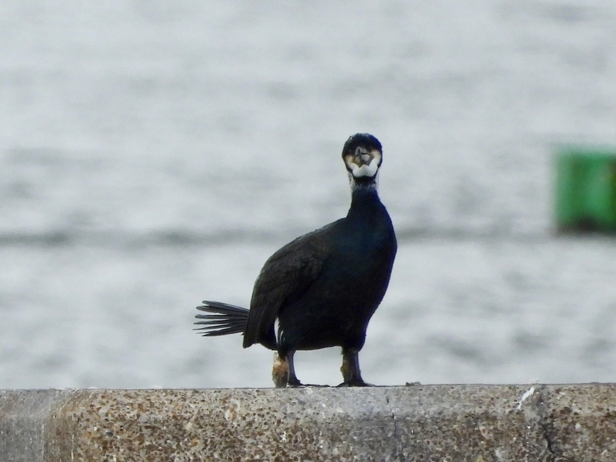 Great Cormorant - ML617012312