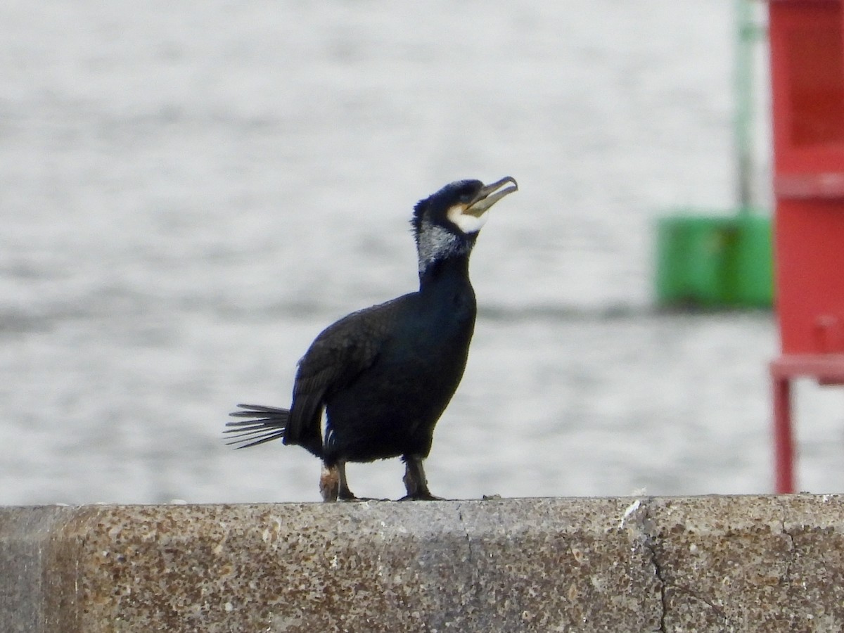 Great Cormorant - ML617012314