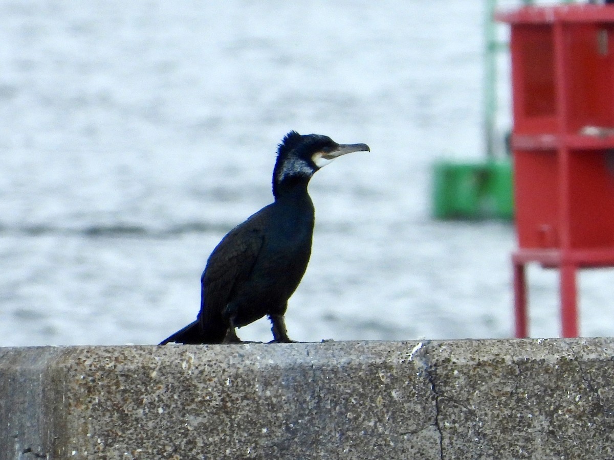 Great Cormorant - ML617012316