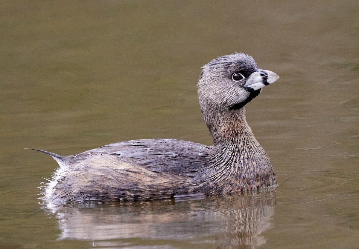 Pied-billed Grebe - ML617012348