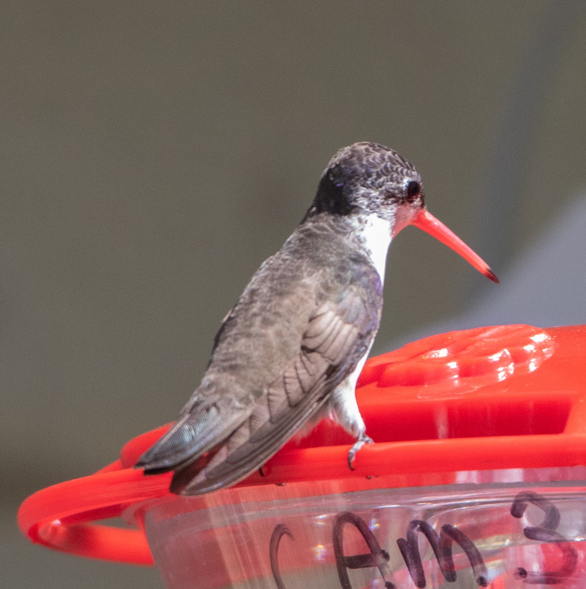 Violet-crowned Hummingbird - ML617012352