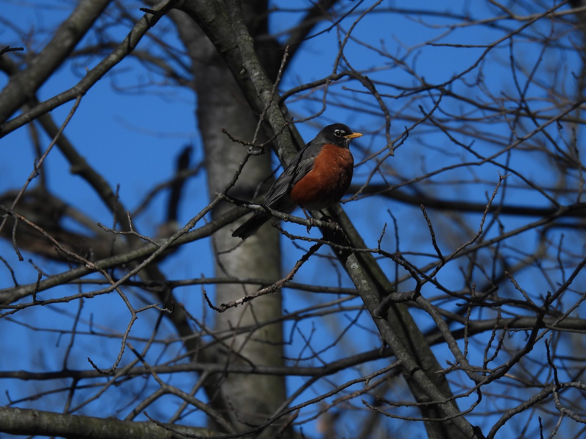 American Robin - ML617012378