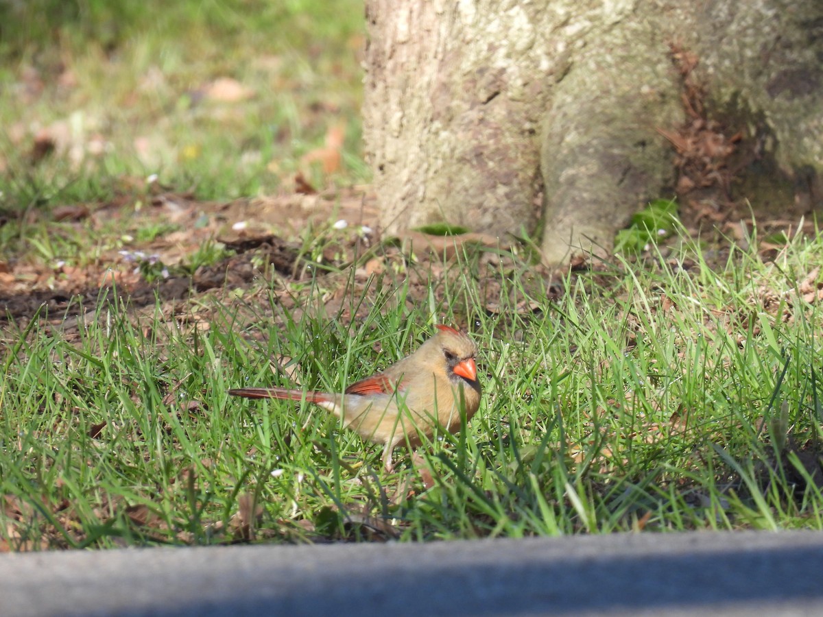 Northern Cardinal - ML617012421