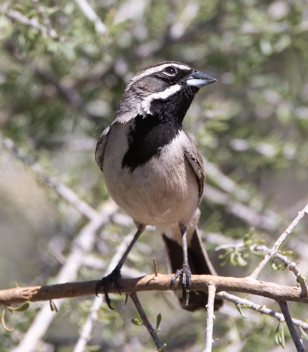 Black-throated Sparrow - ML617012438