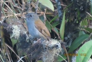 Andean Solitaire - ML617012481