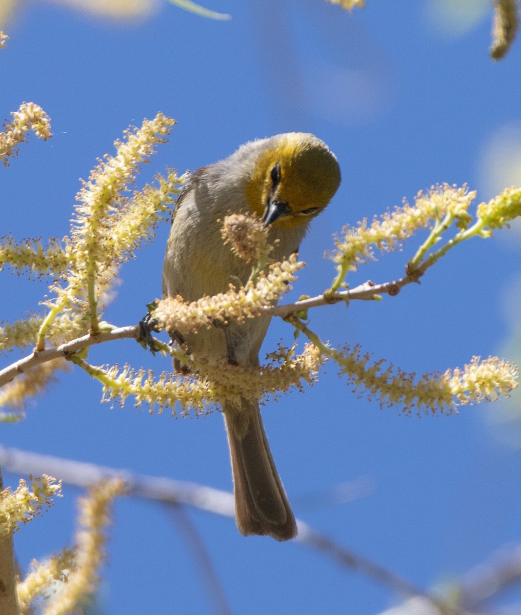 Pájaro Moscón Baloncito - ML617012526