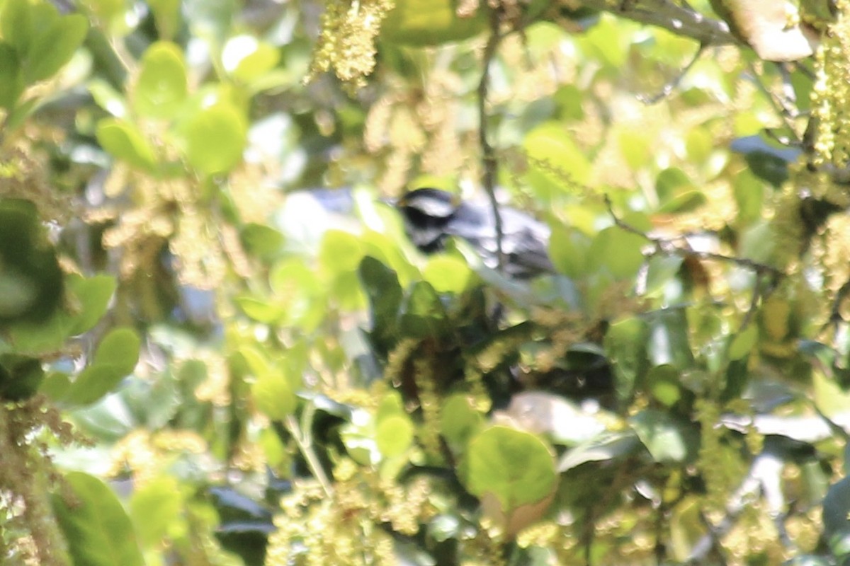 Black-throated Gray Warbler - ML617012527