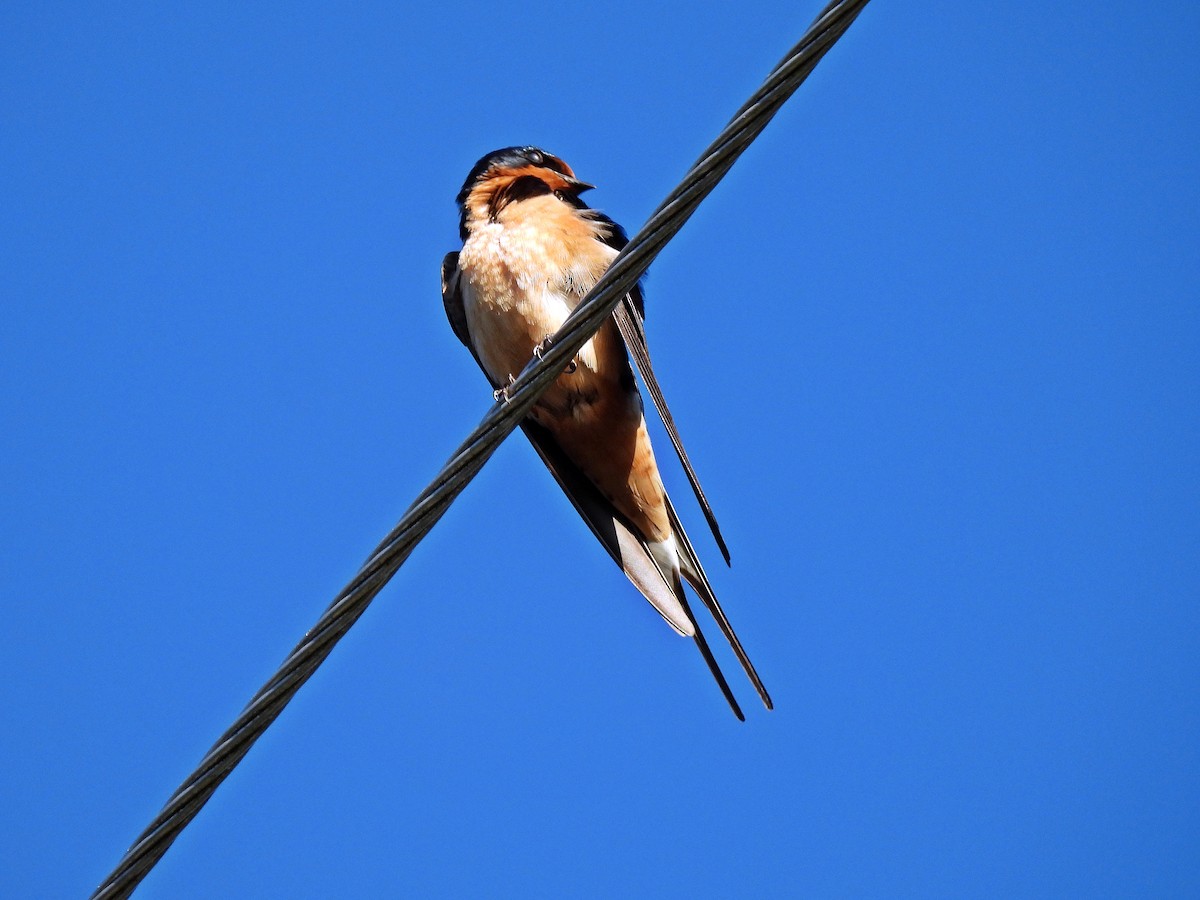 Barn Swallow - ML617012528