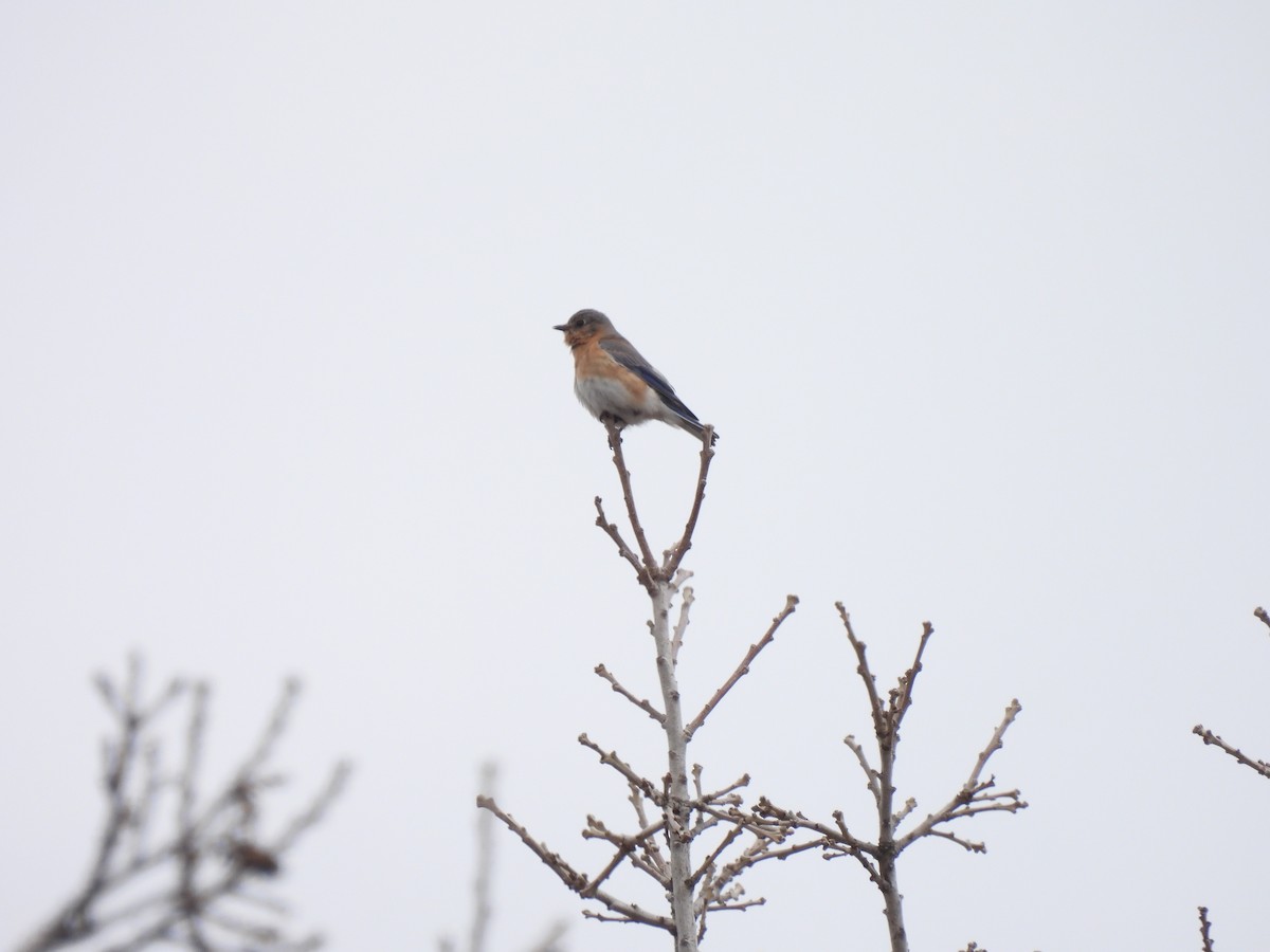 Eastern Bluebird - ML617012543