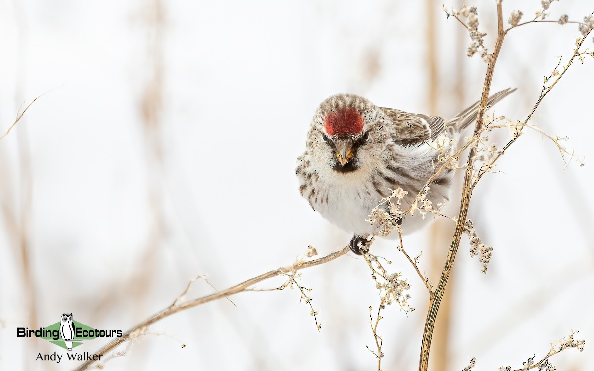 Common Redpoll (flammea) - ML617012545