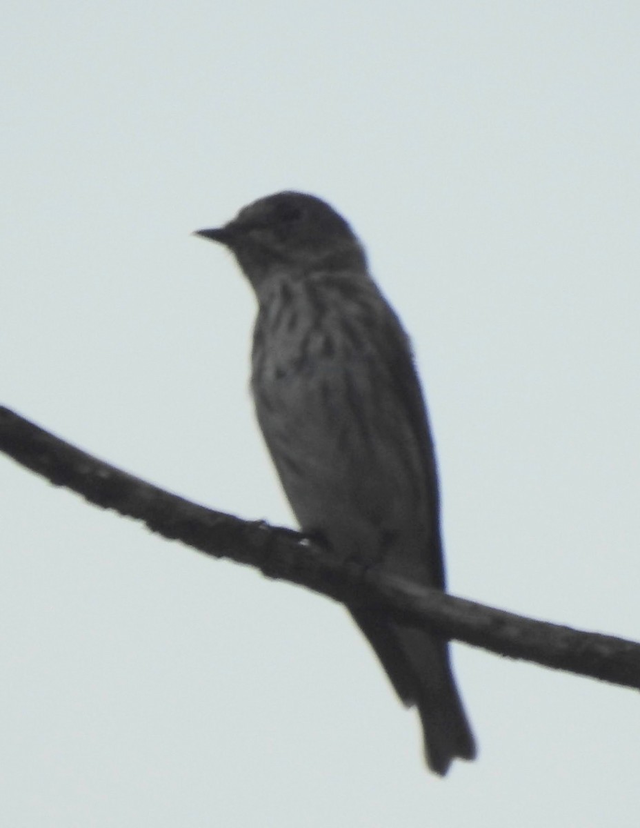 Gray-streaked Flycatcher - Andrew Wolfe