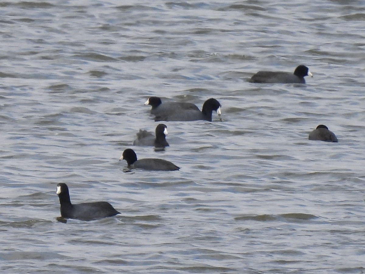 American Coot - ML617012549