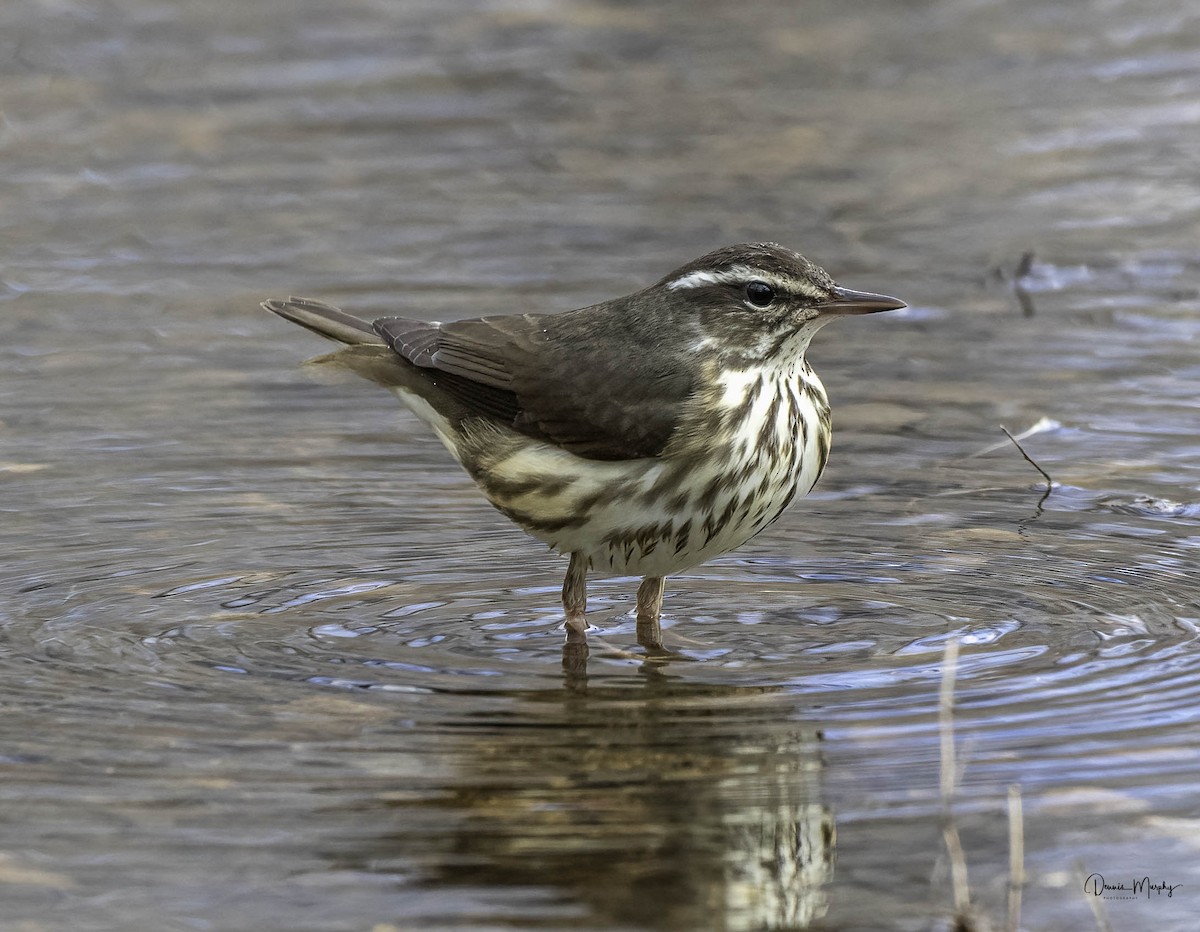 Louisiana Waterthrush - ML617012558