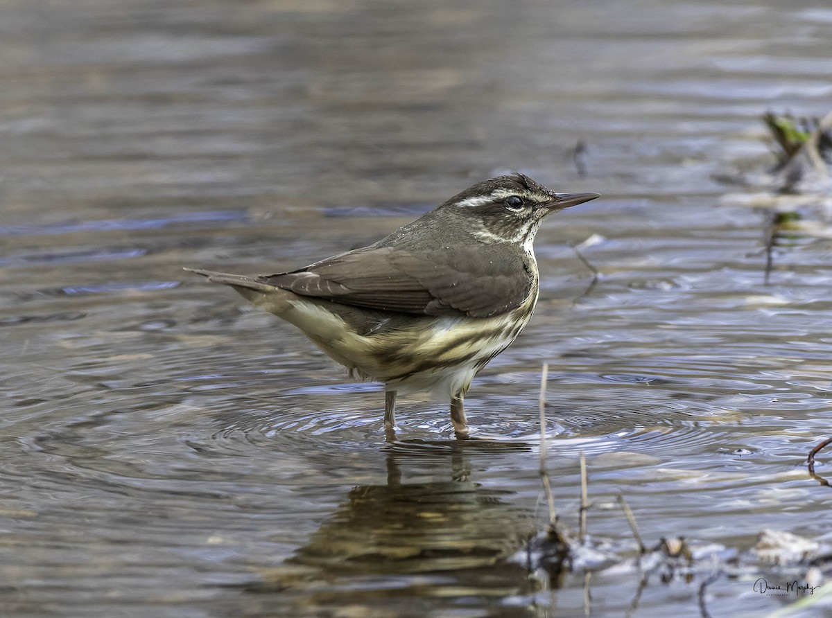 Louisiana Waterthrush - ML617012559