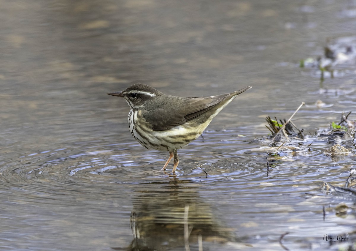 Louisiana Waterthrush - ML617012560