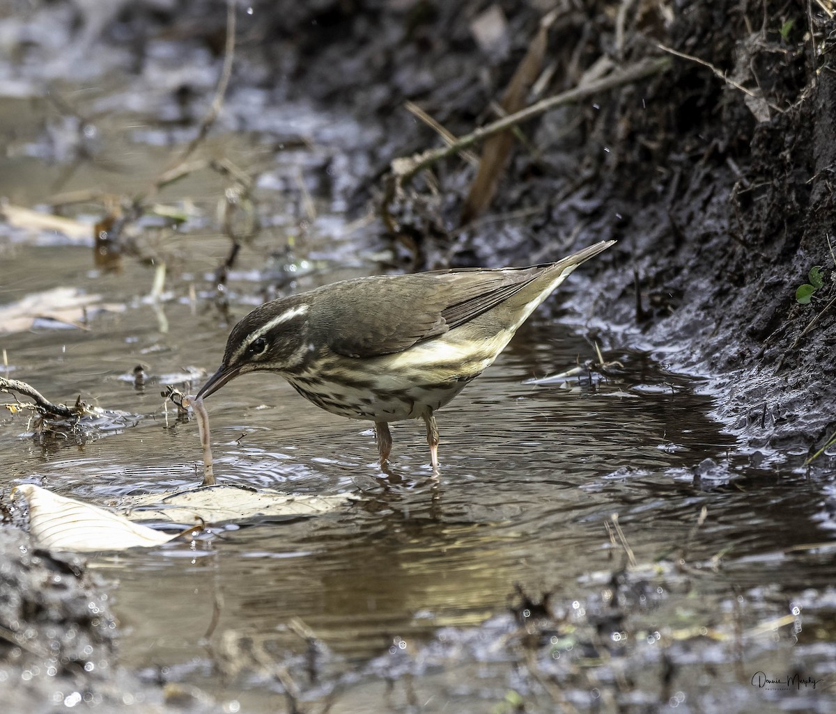 Louisiana Waterthrush - ML617012561