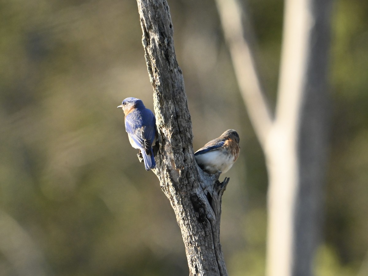 Eastern Bluebird - ML617012564
