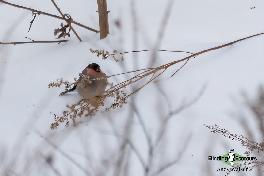 Eurasian Bullfinch (Baikal) - ML617012570