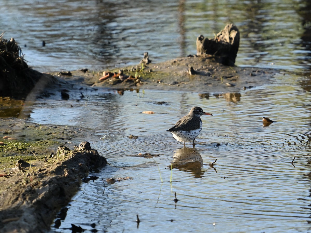 Spotted Sandpiper - ML617012609