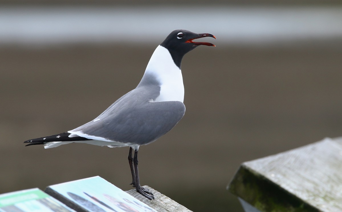 Laughing Gull - ML617012620