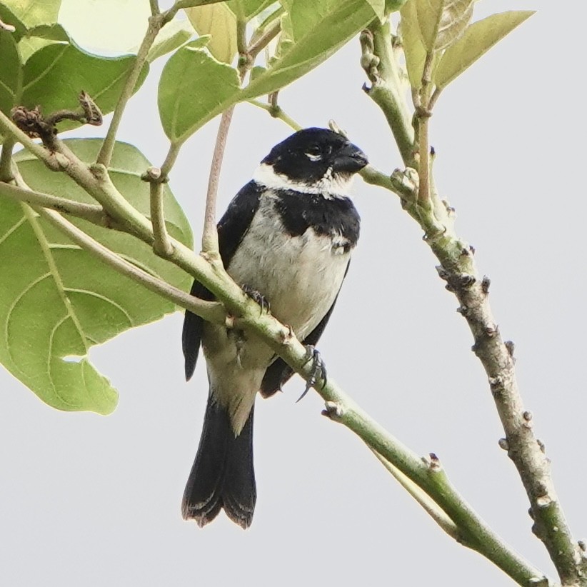 Variable Seedeater (Variable) - ML617012632