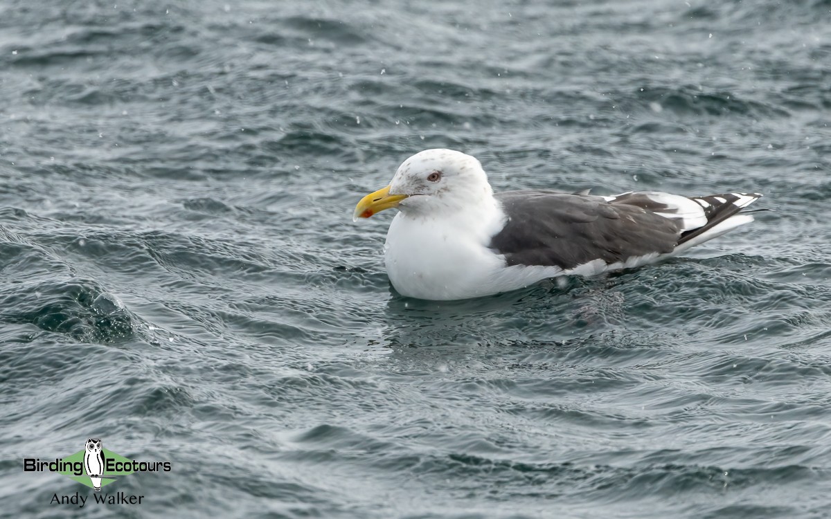 Slaty-backed Gull - ML617012641