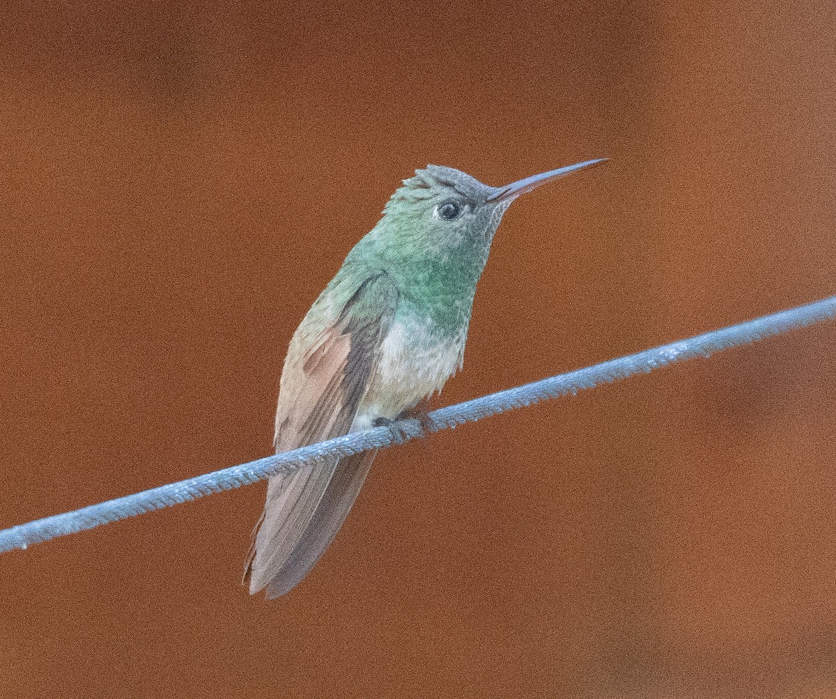 Berylline Hummingbird - ML617012644