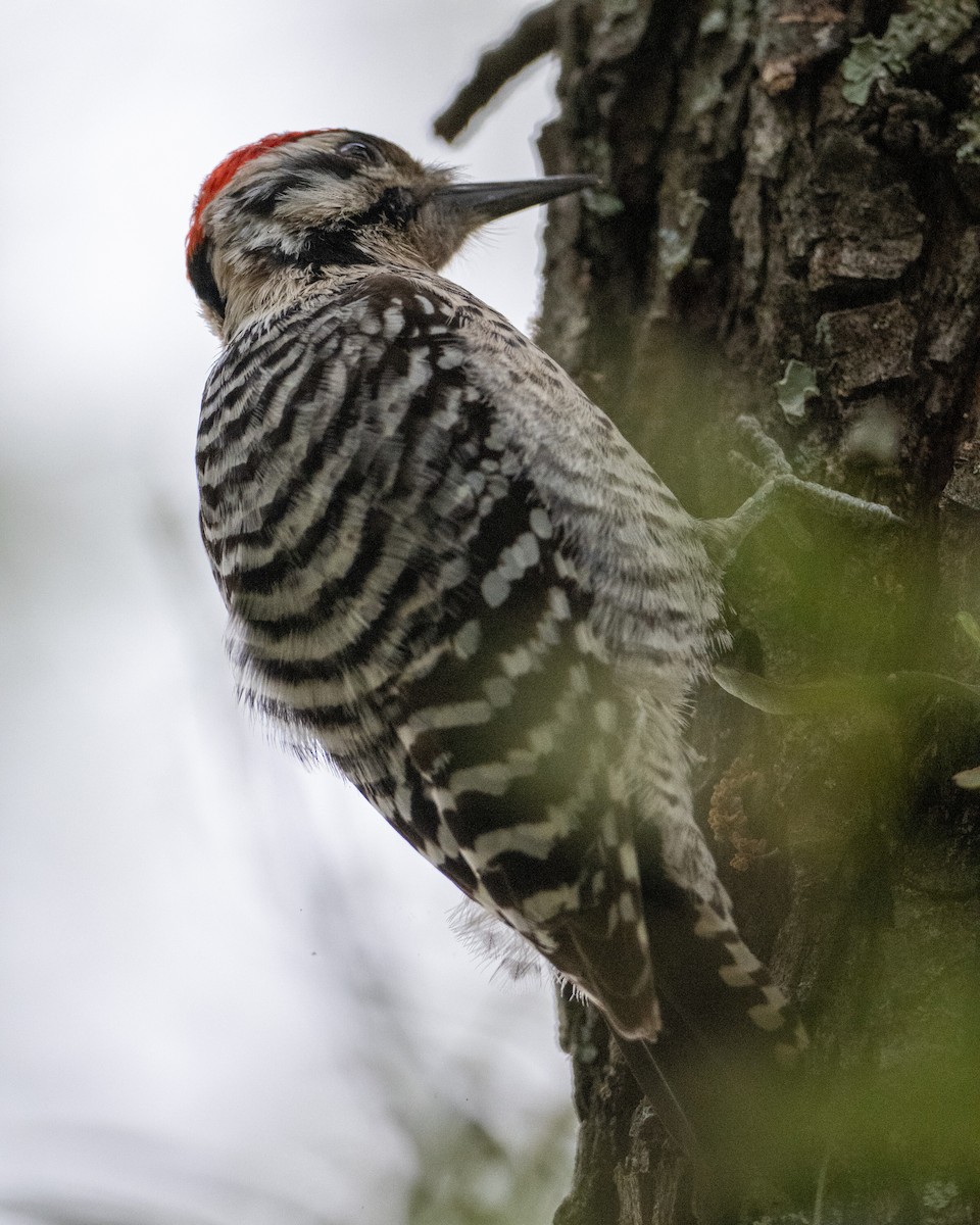 Ladder-backed Woodpecker - ML617012648