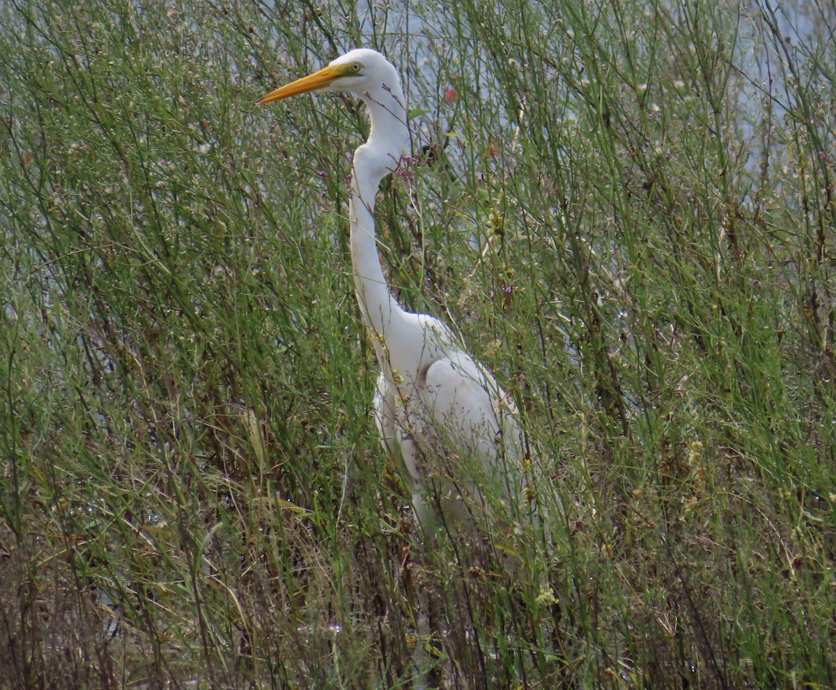 Great Egret - ML617012650