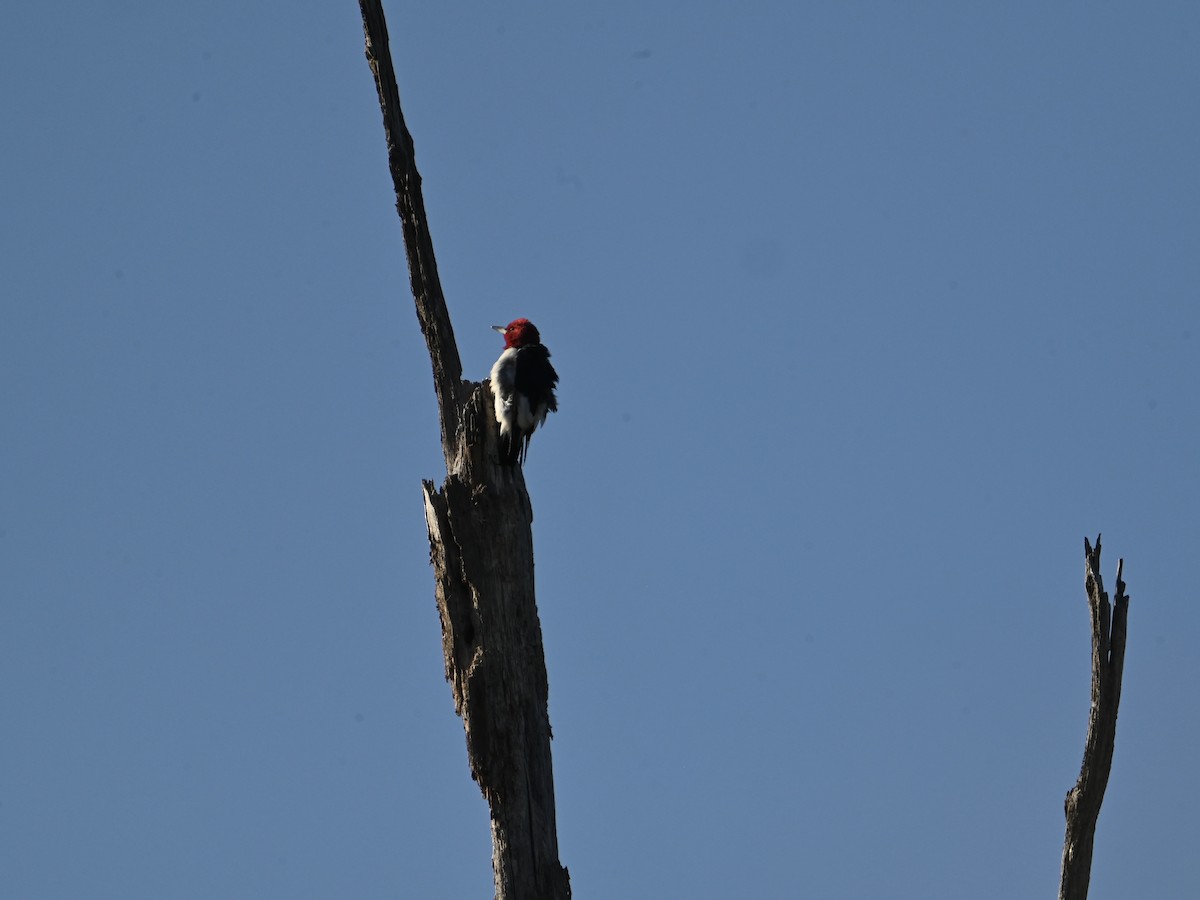 Red-headed Woodpecker - ML617012652