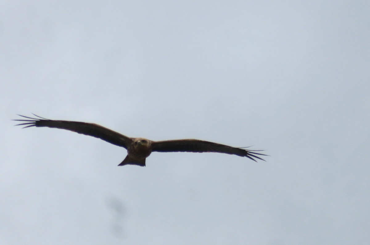 Black Kite - ML617012657