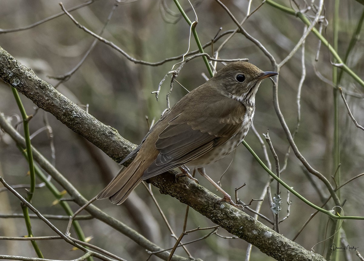 Hermit Thrush - ML617012687