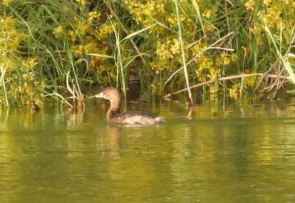 Pied-billed Grebe - ML617012702