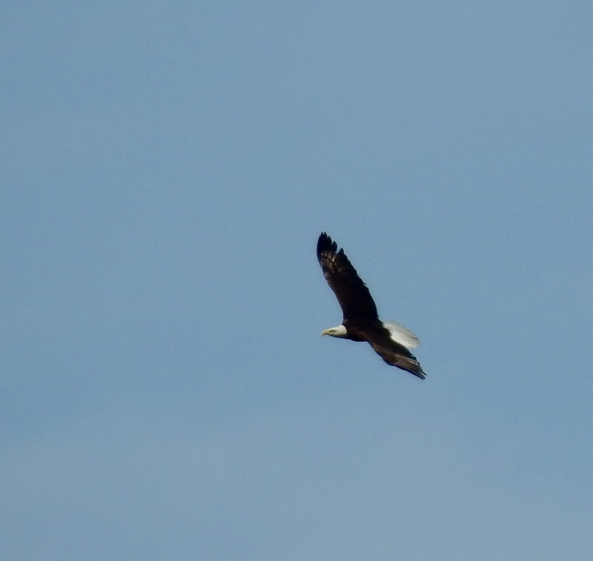 Bald Eagle - alice horst