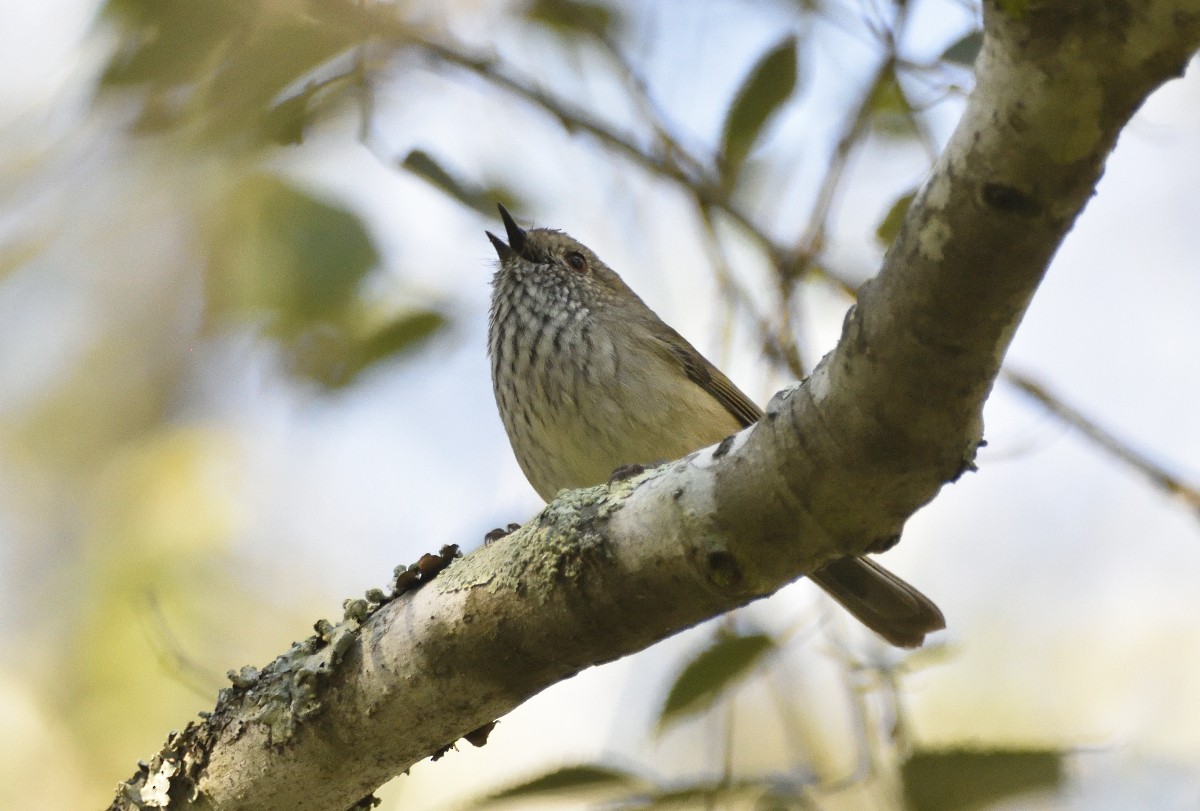 Brown Thornbill - ML617012734