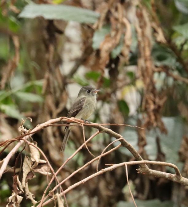 Southern Tropical Pewee - Janaina Souza