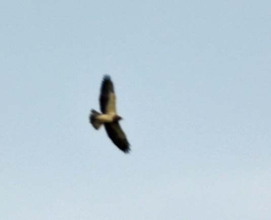 Swainson's Hawk - ML617012766