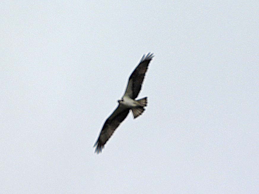 Swainson's Hawk - ML617012767