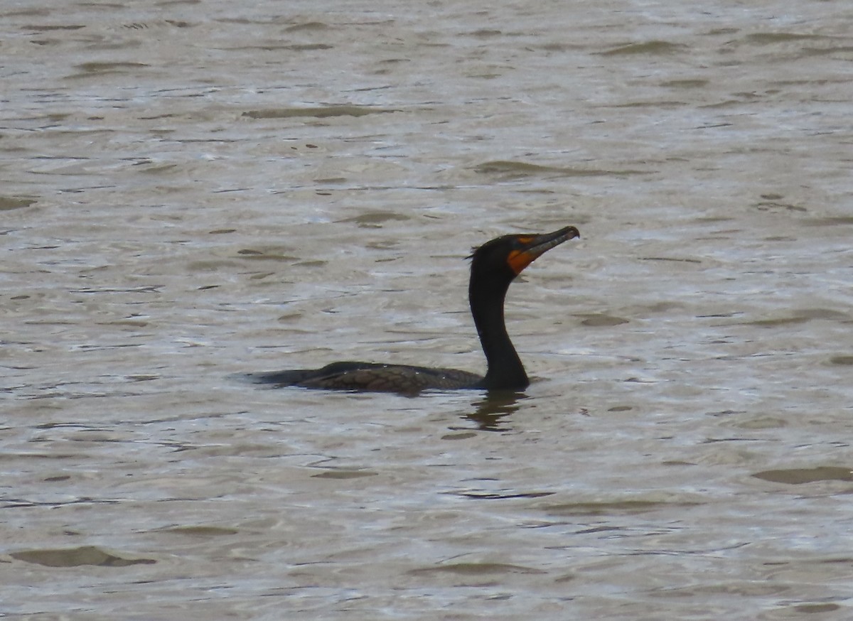 Double-crested Cormorant - Bennie Saylor