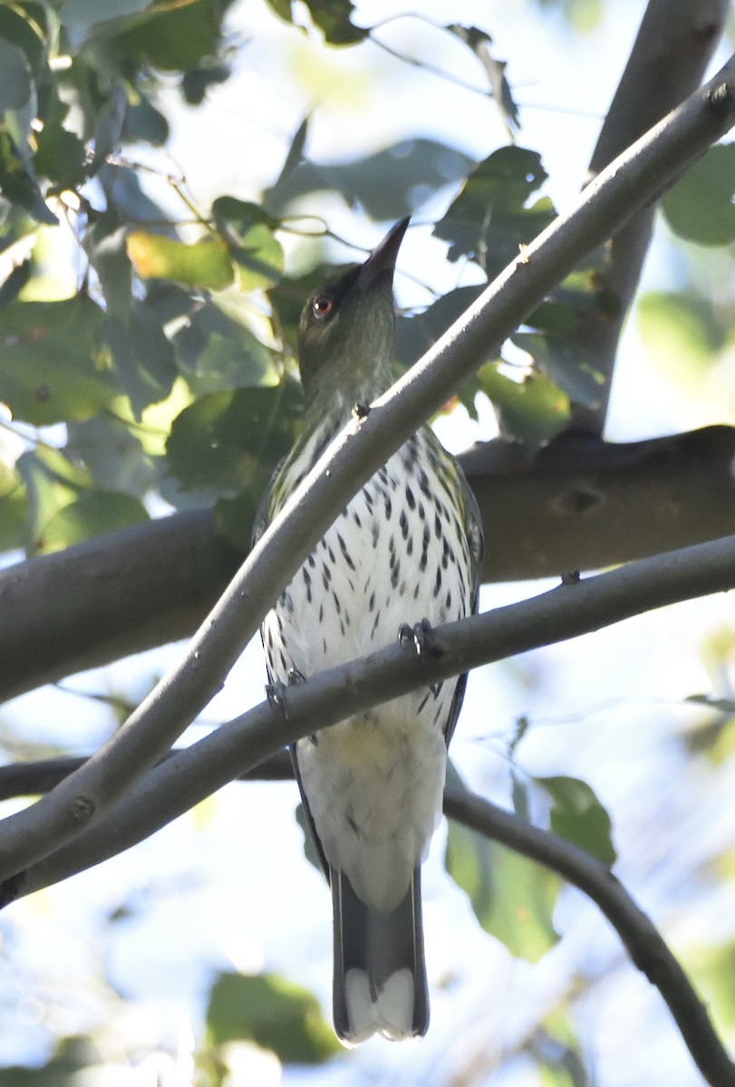 Olive-backed Oriole - ML617012779